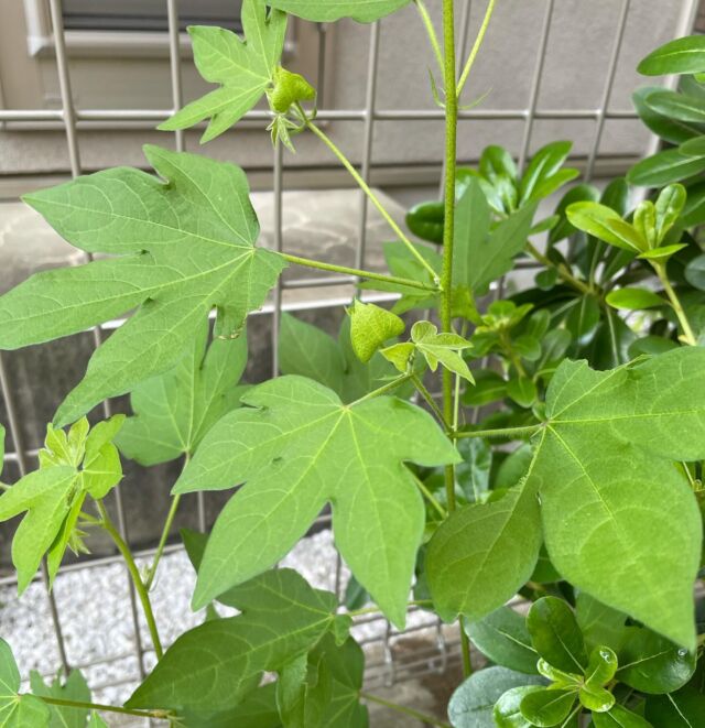 ようやく花が咲きそうな予感

#自由が丘和綿プロジェクト
#自由が丘sdgs