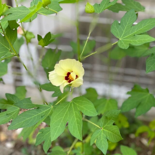 やっと咲いた

#自由が丘sdgs 
#自由が丘和綿プロジェクト
#花